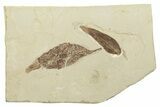 Two Fossil Leaves (Rhus & Caesalpinia) - Utah #262390-1